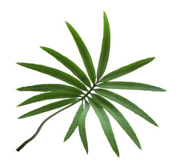 palm tree leaf on transparent background png file