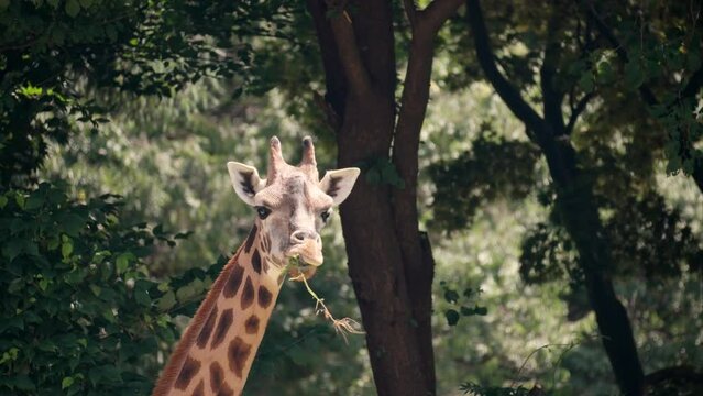 Giraffe eating grass in a Wild Nature