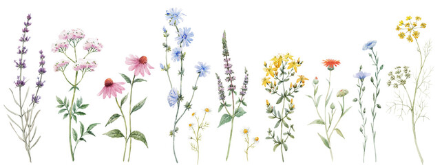 Fototapeta Beautiful floral set with watercolor hand drawn summer wild field flowers. Stock illustration. Clip art. obraz