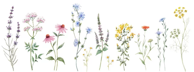 Foto op Plexiglas Beautiful floral set with watercolor hand drawn summer wild field flowers. Stock illustration. Clip art. © zenina