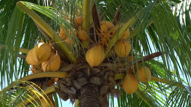 Coconuts on palm tree close up. Breeze on green leaves against blue sky