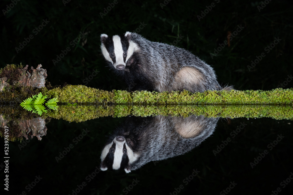 Poster a badger sits by the side of a pool at night, facing forward. it is reflected in the still water