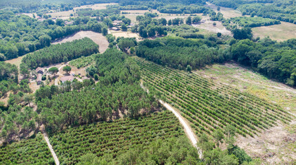 Fototapeta na wymiar Forêt des Landes, France, vue aérienne