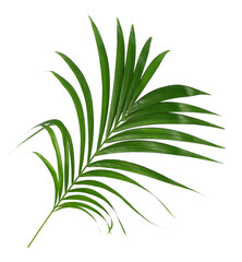 Green leaf of palm tree isolated on transparent background png file