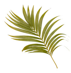 Fototapeta na wymiar Green leaf of palm tree isolated on transparent background png file