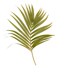 Green leaf of palm tree isolated on transparent  background png file