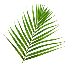 Green leaf of palm tree on transparent background png file