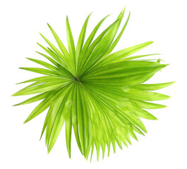 green leaf palm tree isolated on transparent background png file