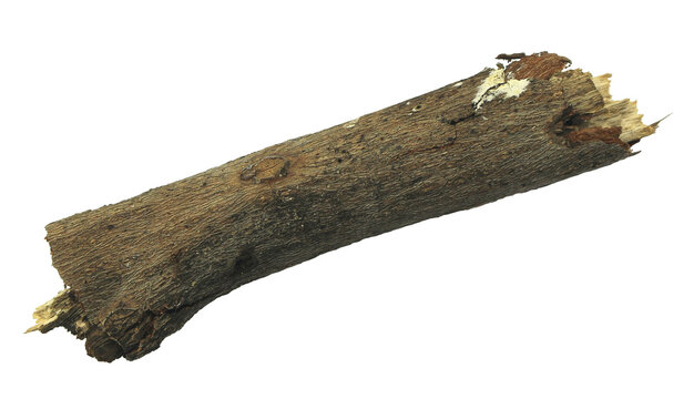 log wood isolate on transparent background png file