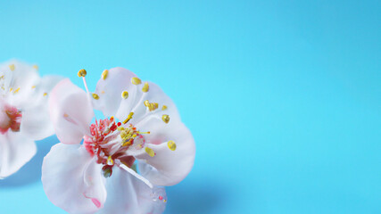 spring flowers on a pastel blue background, close up