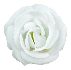 White rose flower isolated with clipping path