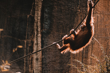 Climbing monkey