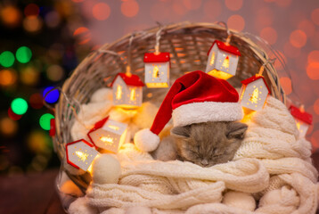 A small fluffy kitten sleeps in a basket with a white blanket on the background of a Christmas tree