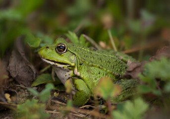 Frosch