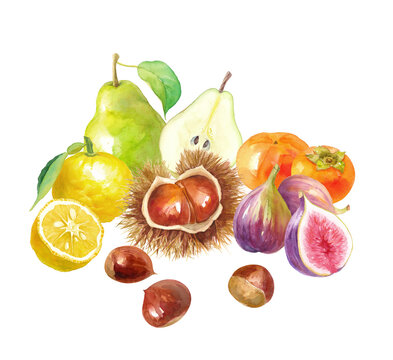 秋冬のフルーツの集合。栗、柿、イチジク、洋梨、柚子の水彩イラスト。 （透過背景）