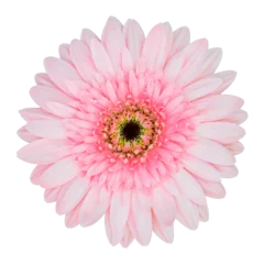 Wandcirkels tuinposter roze gerbera bloem geïsoleerd met uitknippad © aopsan