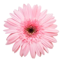 Foto op Canvas pink gerbera flower isolated with clipping path © aopsan