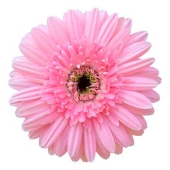 Poster Im Rahmen pink gerbera flower isolated with clipping path © aopsan