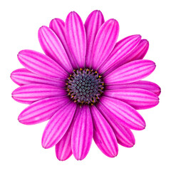 blue osteospermum daisy flower isolated with clipping path