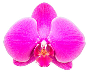 Naklejka na ściany i meble pink phalaenopsis orchid flower isolated with clipping path