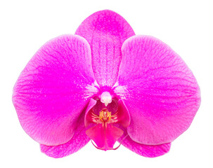 Fototapeta na wymiar pink phalaenopsis orchid flower isolated with clipping path