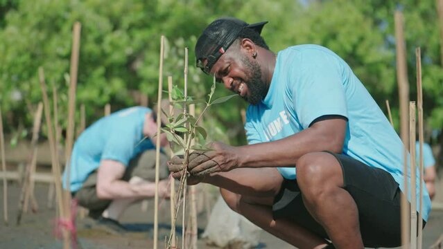 African American men volunteer helpers planting trees in mangrove forest for environmental protection and ecology, reduce global warming.