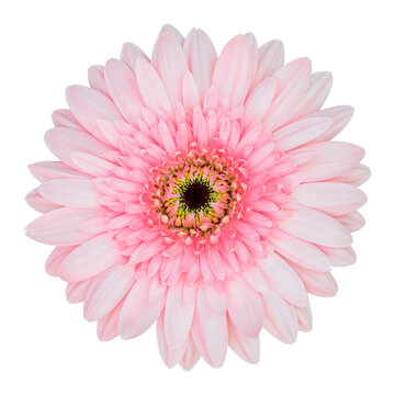 pink gerbera flower isolated with clipping path