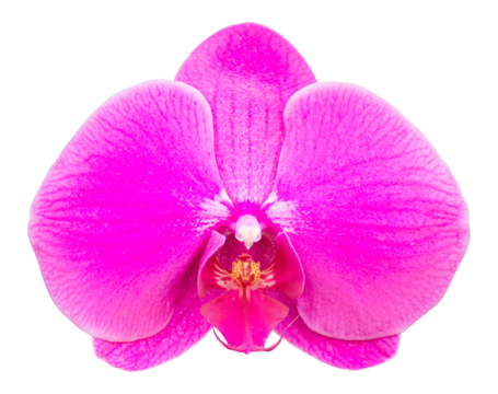 pink phalaenopsis orchid flower isolated with clipping path