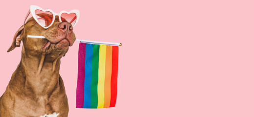 Lovable, pretty dog and Rainbow Flag. Close-up, indoors. Studio photo. Congratulations for family,...