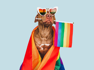 Lovable, pretty dog and Rainbow Flag. Close-up, indoors. Studio photo. Congratulations for family,...