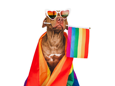 Lovable, pretty dog and Rainbow Flag. Close-up, indoors. Studio photo. Congratulations for family, loved ones, relatives, friends and colleagues. Pets care concept