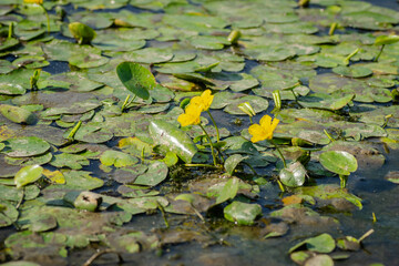 Yellow water lily flowers grow on water. Water lily leaves with small yellow flowers on the surface of the lake.