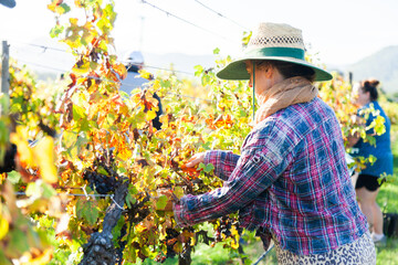 Woman working on farm picking grapes in morning light in Hunter Valley