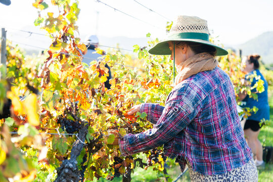 Woman working on farm picking grapes in morning light in Hunter Valley