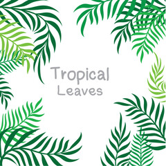Fototapeta na wymiar Tropical leaves, green nature background coconut isolated on white background
