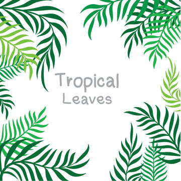 Tropical leaves, green nature background coconut isolated on white background