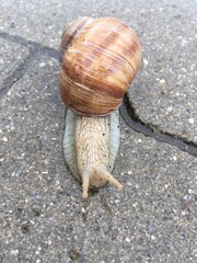 snail on the road