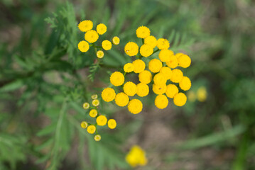 tansy, bitter buttons, cow bitter yellow flowers closeup selective focus