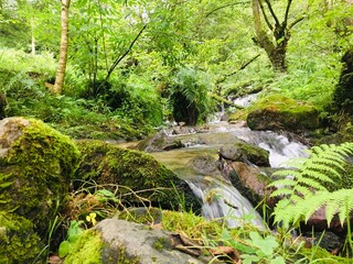 waterfall in the forest