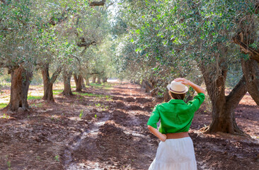 Naklejka na ściany i meble Woman with hat, green shirt and white skirt walking in an olive grove, in Puglia, Italy. Seen from behind.