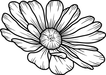 Fototapeta premium Hand Drawn Flower Sketch Line Art 