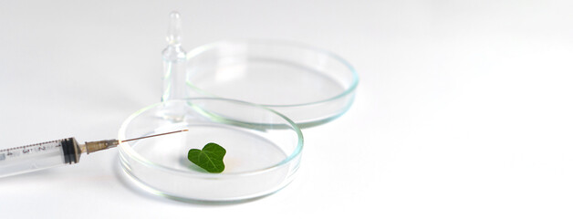 Green ivy leaf in a petri dish, syringe and ampoule on a white background.