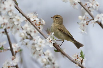 The common chiffchaff (Phylloscopus collybita) sitting on the blooming twig. Spring in the nature.