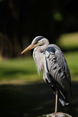Close up portrait of a grey heron.  (Ardea cinerea) 