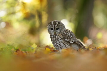 tawny owl sitting on the ground in autumn forest. attractive owl portrait with blurred background. Strix aluco. Wildlife scene from european nature.