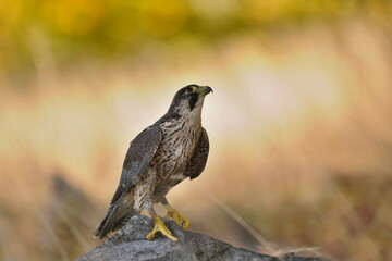 Peregrine falcon sits on a stone in a beautiful evening light. Falco peregrinus in the nature habitat.
