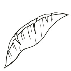 leaf line drawing