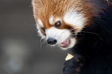 餌を食べるレッサーパンダ