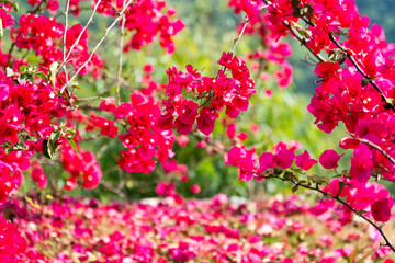Red bougainvillea flower blooming in the park