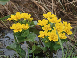 yellow flowers